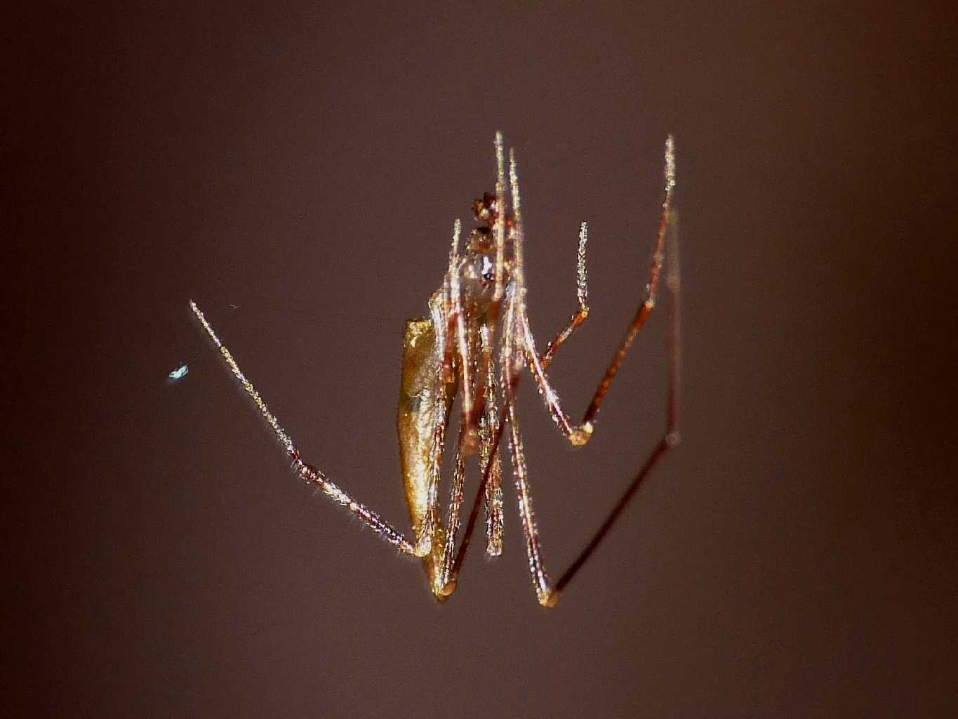 Rhomphaea sp. - S. Teresa G. (OT)
